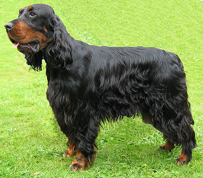 SETTER GORDON